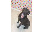 Adopt Kennel 3 a Pit Bull Terrier, Black Labrador Retriever