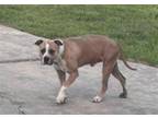 Adopt ROCKO a American Staffordshire Terrier