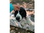 Adopt BOOTS a Border Collie