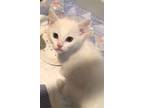 Adopt Gunther (MUST be adopted with Aggie) a Siamese, Domestic Short Hair
