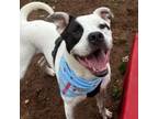 Adopt Hercules a Pit Bull Terrier