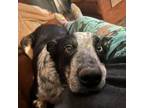 Adopt Bleu a Australian Cattle Dog / Blue Heeler