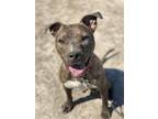 Adopt 2403-1117 Luther a Pit Bull Terrier