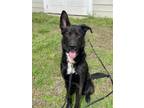 Adopt 2403-1233 Myka a Labrador Retriever, Shepherd