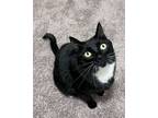 Adopt Monte a Domestic Short Hair, Tuxedo