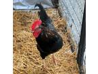 Adopt Senor Doodle a Chicken