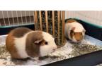 Adopt Rex a Guinea Pig