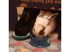 Adopt Ian & Ingo (Madison foster home) a Bunny Rabbit