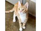 Adopt Garfield a Domestic Short Hair