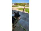 Adopt Moose a German Shepherd Dog