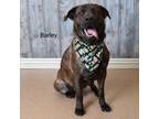 Adopt Barley a Cane Corso, Labrador Retriever