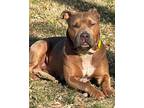 Adopt Teddy (formerly Roosevelt) a American Staffordshire Terrier
