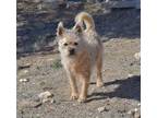 Adopt Toby a Norwich Terrier