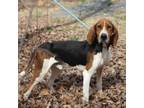 Adopt Paul Rudd a Treeing Walker Coonhound