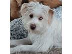 Adopt BRADY a Wirehaired Terrier, Poodle
