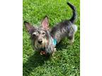 Adopt Pixel a Wirehaired Dachshund, Terrier