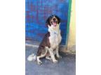 Adopt Mowgli a Mixed Breed