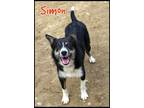 Adopt Simon a Border Collie