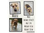 Adopt Moose a American Staffordshire Terrier