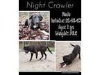 Adopt Night Crawler a Black Labrador Retriever