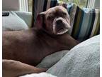 Adopt Riddick a Pit Bull Terrier