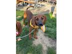 Adopt Idgie a Redbone Coonhound