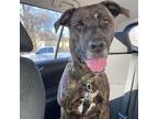 Adopt Chester a Mountain Cur, Pit Bull Terrier