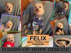 Adopt Felix a Terrier