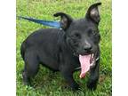 Adopt Batman KA* a Black Labrador Retriever, Mixed Breed