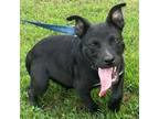 Adopt Batman KA a Black Labrador Retriever, Mixed Breed