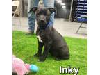 Adopt Inky KA a Shar-Pei