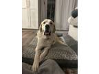 Adopt Charlie a Great Pyrenees, Anatolian Shepherd