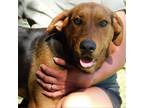 Adopt Butch a Mixed Breed, Hound