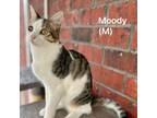 Adopt Moody a Domestic Short Hair