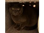 Adopt Meenou a Domestic Short Hair