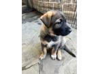 Adopt Wyatt, Lorenzo, Dante, and Cheron - Courtesy Post a German Shepherd Dog