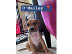 Adopt O'Malley a Pit Bull Terrier