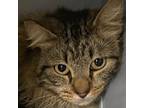 Adopt Squirrel a Maine Coon