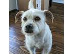 Adopt Oscar a Terrier, Jack Russell Terrier