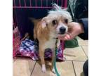 Adopt Rascal a Chinese Crested Dog