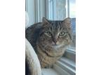 Adopt Valentina a Domestic Short Hair