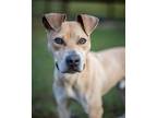 Adopt Scooby Doo a Catahoula Leopard Dog