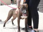 Adopt Tackle a Mixed Breed, Pit Bull Terrier