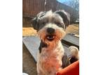 Adopt Alvin a Miniature Schnauzer