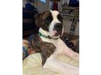 Adopt Willis a Pit Bull Terrier