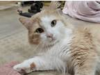 Adopt Bumby a Extra-Toes Cat / Hemingway Polydactyl, Maine Coon