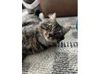 Adopt Bentley a Maine Coon, Tabby