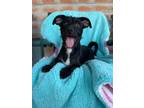 Adopt Toto a Scottish Terrier, Mixed Breed