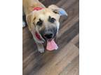 Adopt Gorgonzola a Shepherd