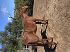 Calm Saddlebred for Light Riding